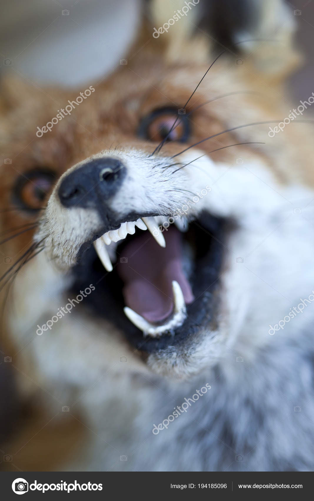 stuffed fox head