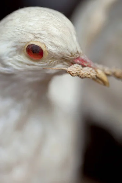 Eine ausgestopfte Taube mit einem Korn im Schnabel — Stockfoto