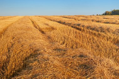 hasat sonra buğday alanı