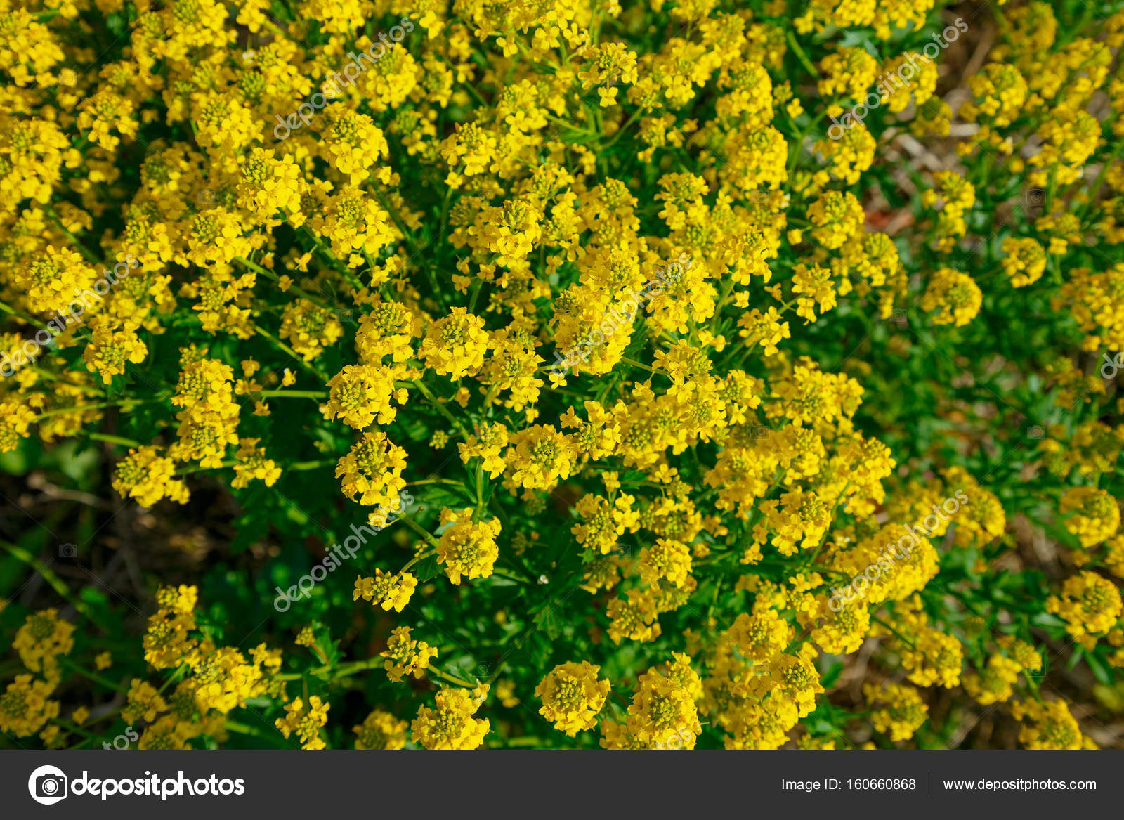 buske med gula blommor