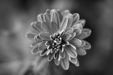 Kasımpatı çiçeği siyah ve beyaz