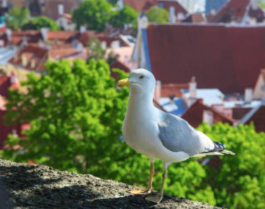 Closeup çekim martı 