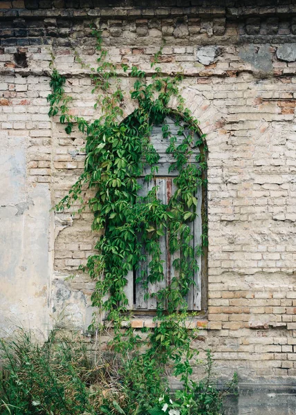 Fazla büyümüş pansiyoner-up pencere