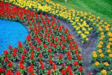 Sarı ve kırmızı çiçekli Çiçeklik 