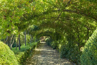 Grapevine patika bir çatı ile yapılan