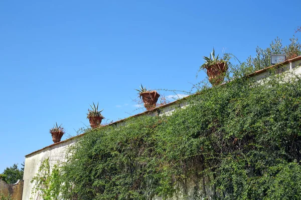 Ivy zeď v jasný slunečný den — Stock fotografie
