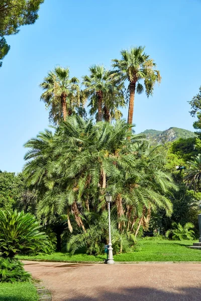 Palms träd i italienska offentlig park — Stockfoto