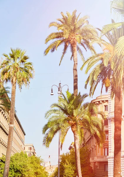 Palm trees summer background — Stock Photo, Image