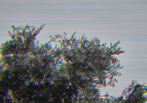 Photographie de l'arbre avec effet glitch — Photo