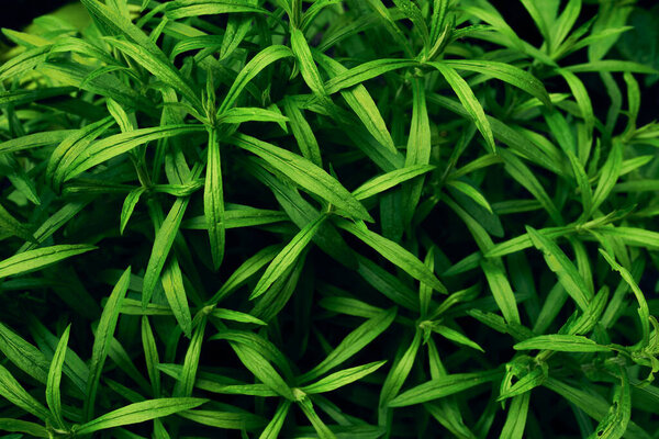 Green leaves pattern. Beautiful natural background