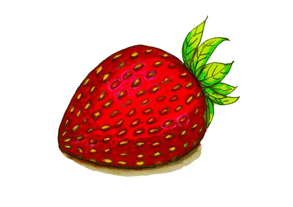 Rote Erdbeere Skizze Zeichnung — Stockfoto