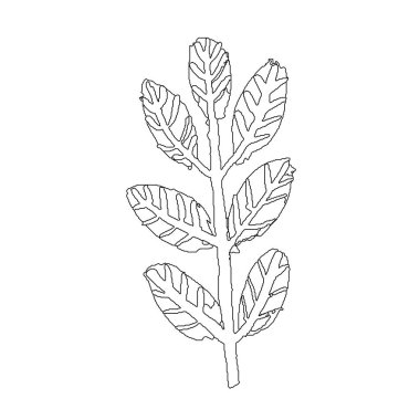 Yapraklarla çizilmiş bir dal. Basit bir taslak çizimi. Botanik çizimi. Boyama kitabı için. Çiçekçi dükkanı için. Dekoratif unsur. Ekoloji karalaması. Kartpostal, duvar kağıdı, tekstil ve ambalaj kağıdı için..