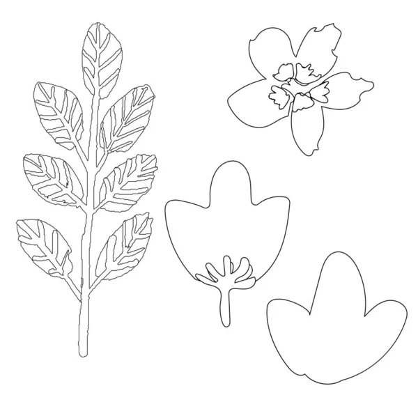 Collection Hand Drawn Isolated Floral Elements Outline Sketch Coloring Book — Stock Vector