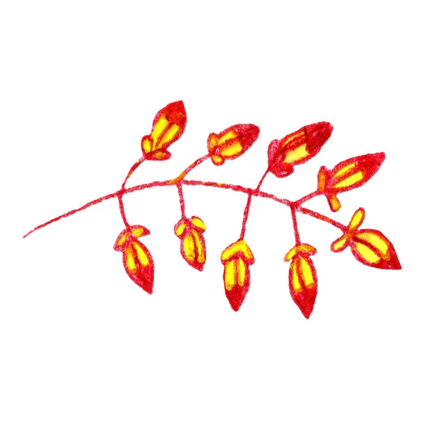 花や秋の葉を持つ孤立した枝 水彩と色鉛筆で手描き 休日の装飾 植物園 生態学 ポストカード 壁紙や包装紙のために — ストック写真