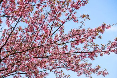 kiraz çiçeği çiçek ve ağaç