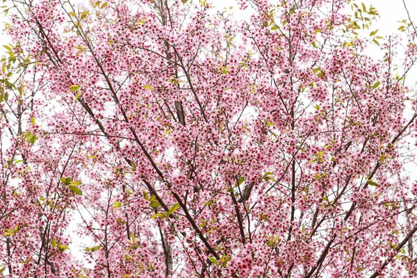 樱花花和树 — 图库照片