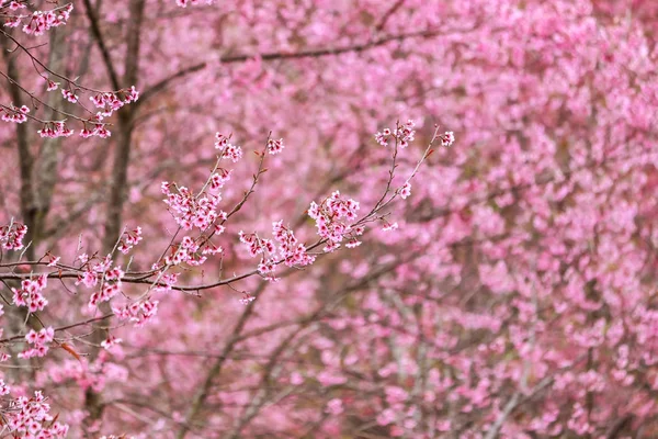 Flor de cerezo flor y árbol — Foto de Stock