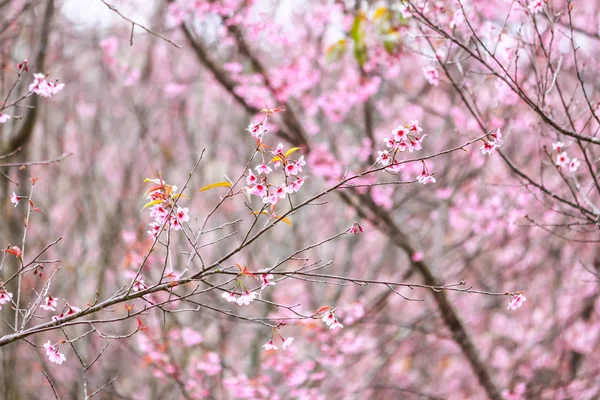 Цветок и дерево вишни — стоковое фото