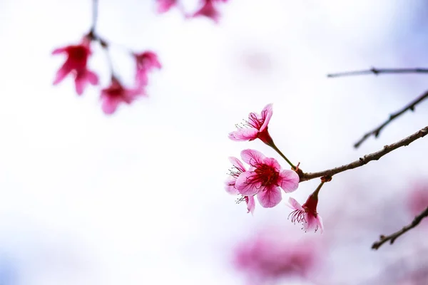 Kiraz çiçeği çiçek ve ağaç — Stok fotoğraf