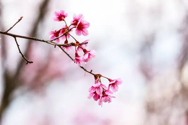 Fleur de cerisier et arbre — Photo