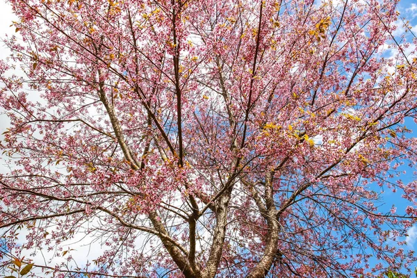 Cherry blossom flower and tree — Stock Photo, Image