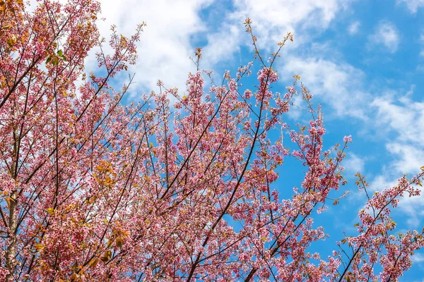 Fleur de cerisier et arbre — Photo