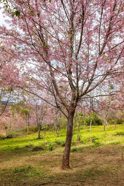 Fleur de cerisier et arbre — Photo