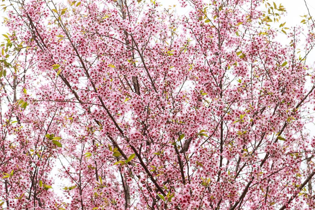 cherry blossom flower and tree