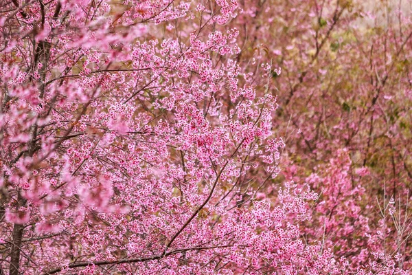 Kiraz çiçeği çiçek ve ağaç — Stok fotoğraf