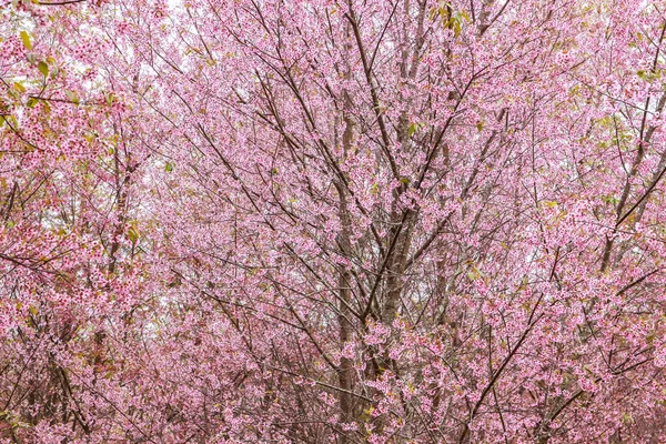 Bloem van de kersenbloesem en boom — Stockfoto