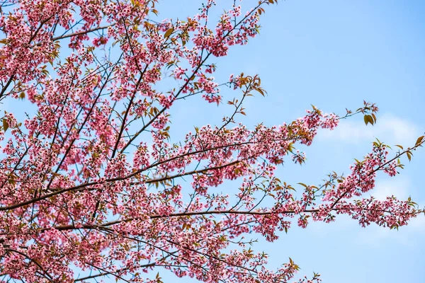 Fleur de cerisier et arbre — Photo