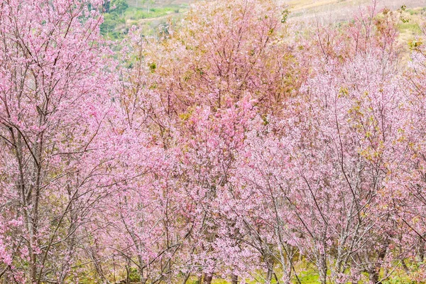 樱花花和树 — 图库照片