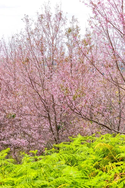 樱花花和树 — 图库照片