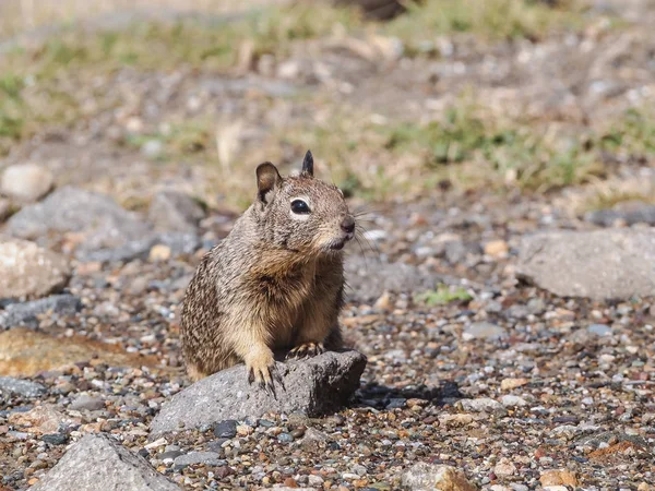 귀여운 회색 다람쥐 — 스톡 사진