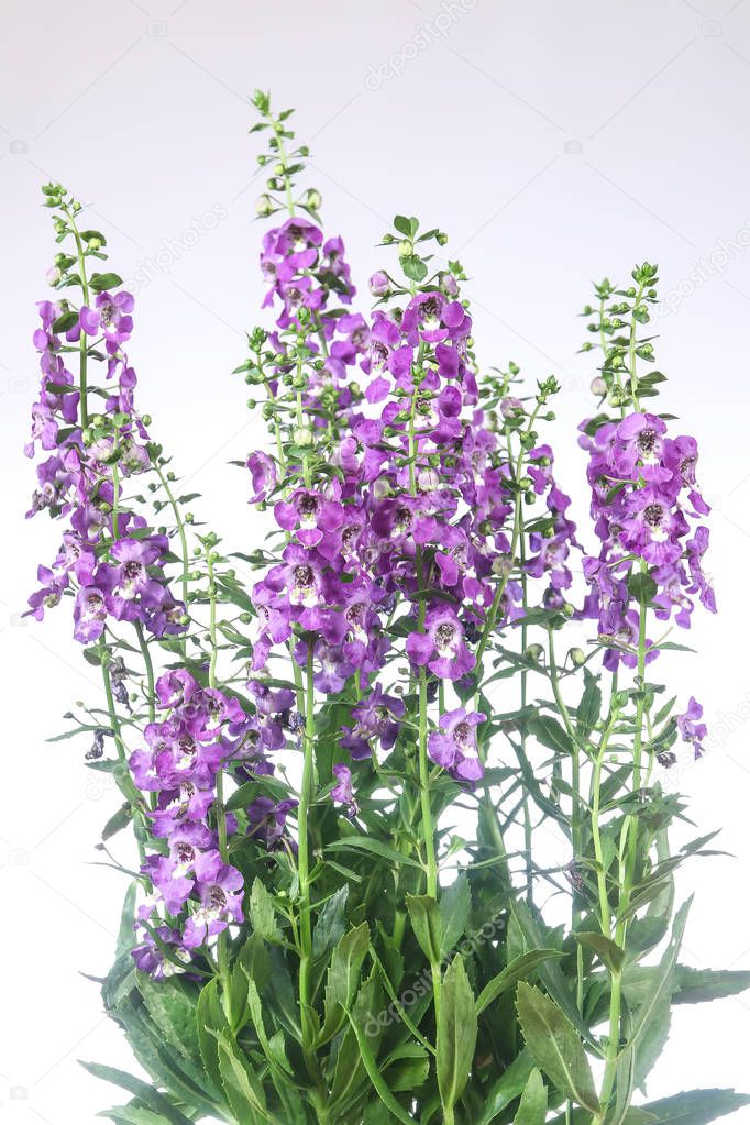 Angelonia flower in white background