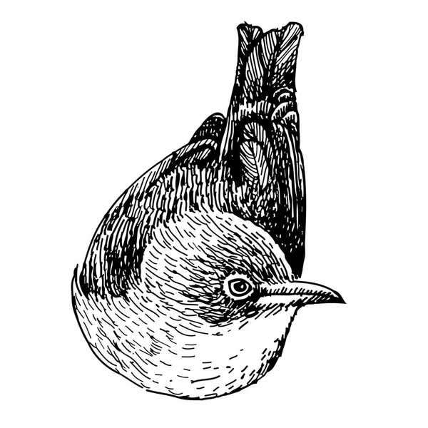Vogelkritzelei von Hand gezeichnet — Stockvektor