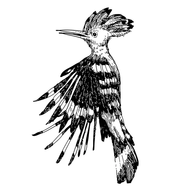 Удод птах doodle мальованої — стоковий вектор