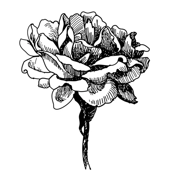 Τριαντάφυλλο λουλούδι doodle χέρι — Διανυσματικό Αρχείο