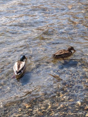 Ördek gölde yüzüyor.