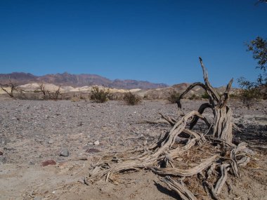 Dağlar, Kuru ağaç ve çöl peyzaj