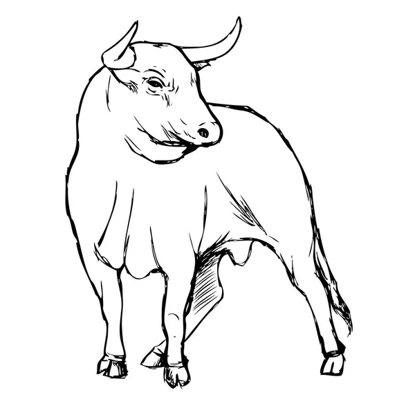 Boceto a mano alzada ilustración de bul — Vector de stock