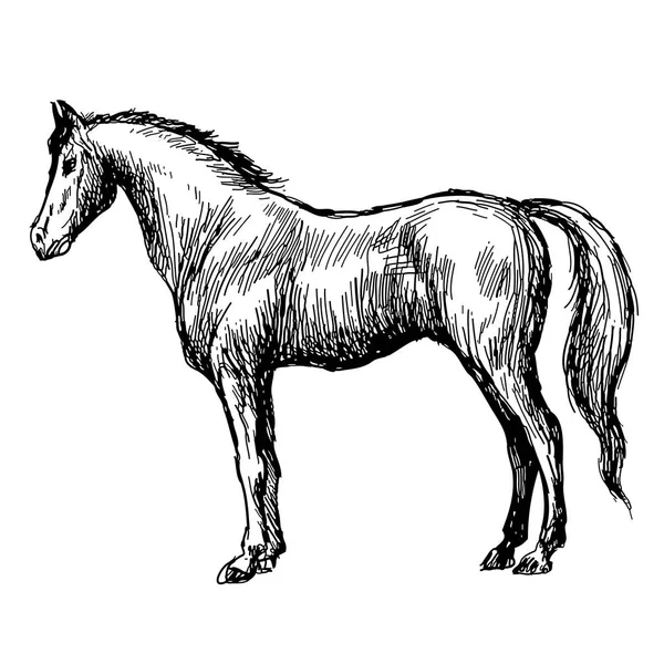 Esboço à mão livre ilustração de cavalo — Vetor de Stock