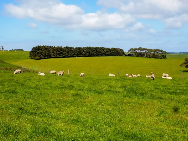 Stado owiec na łąkach — Zdjęcie stockowe