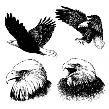 Kartal kümesi elle çizilmiş doodle