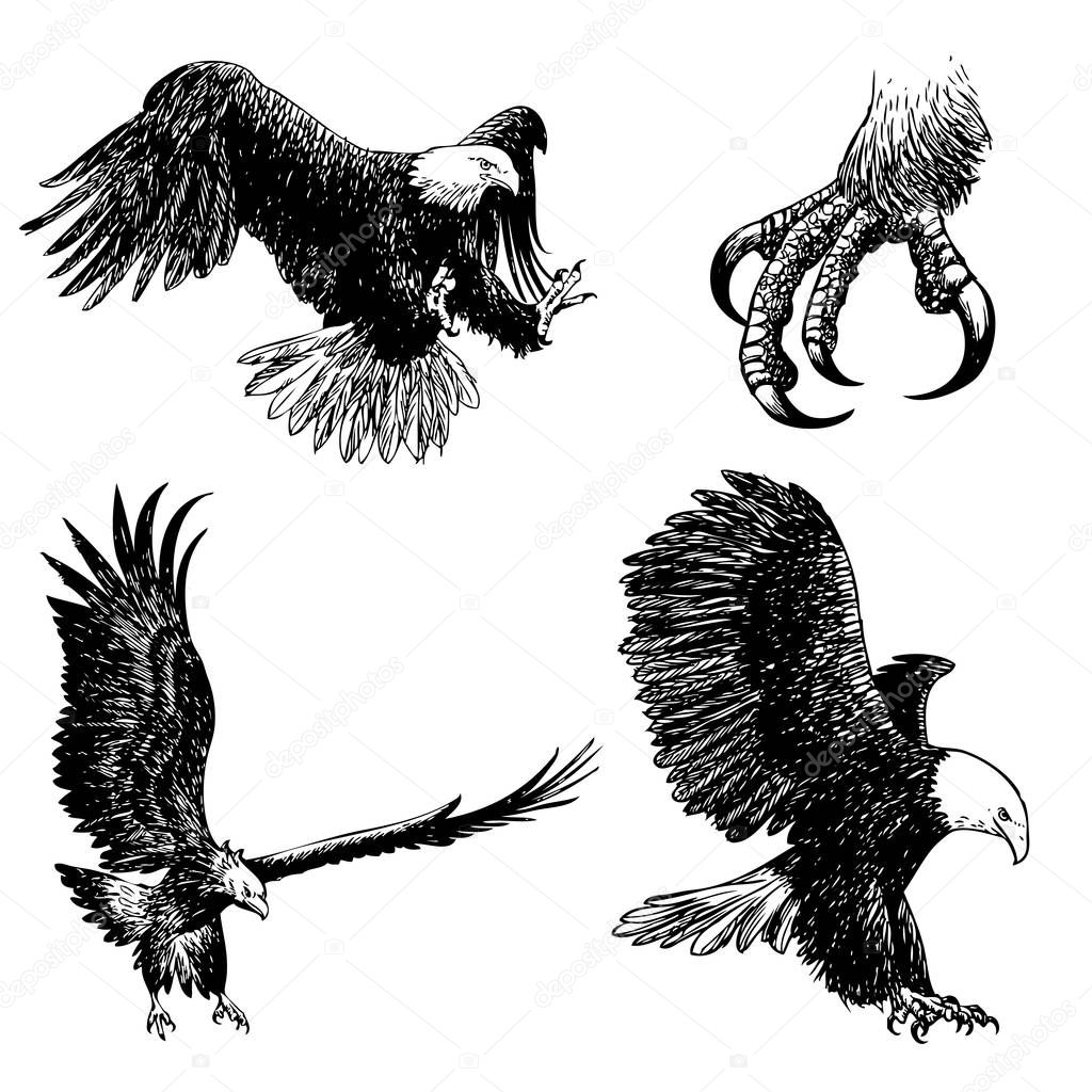 set of eagle doodle hand drawn