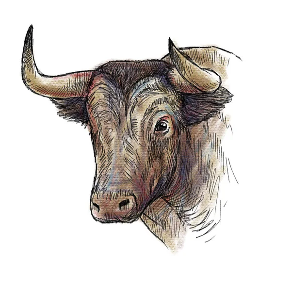 Ilustração desenhada à mão de touro — Fotografia de Stock