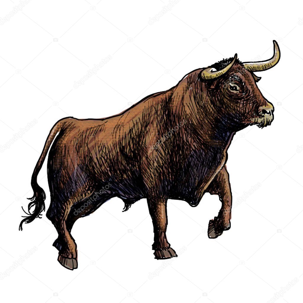 hand drawn illustration of bull 