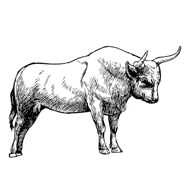 Hand drawn illustration of bull — Stock Vector