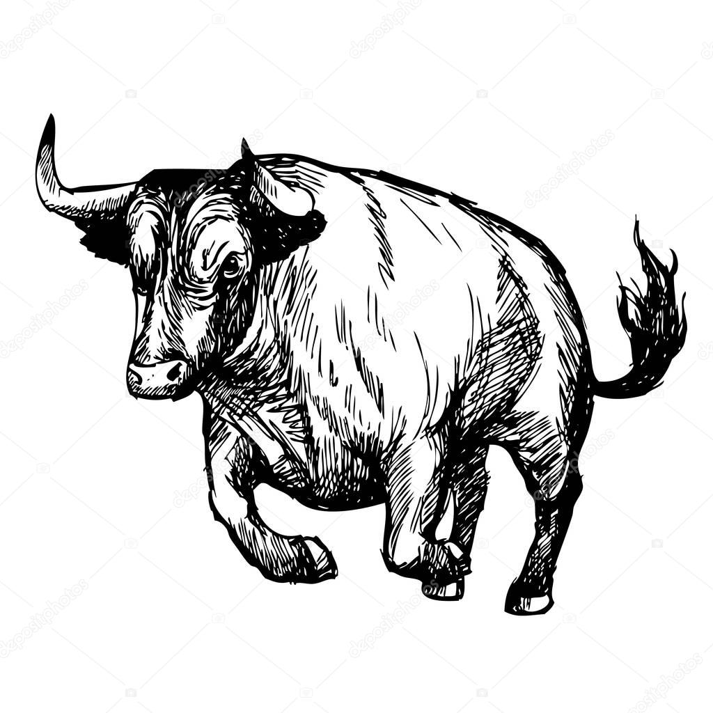 hand drawn illustration of bull 
