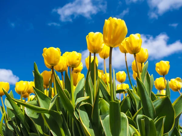 Tulipani gialli sopra un cielo azzurro — Foto Stock